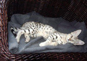 F1 savannah and serval kittens available